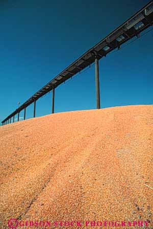 Stock Photo #6480: keywords -  agriculture california cattle corn crop crops cultivate cultivated cultivating cultivation farm farming farms feed food for grain grow growing growth vegetable vert