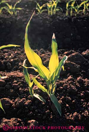 Stock Photo #6481: keywords -  agriculture california corn crop crops cultivate cultivated cultivating cultivation dirt earth farm farming farms food grain green grow growing growth immature plant row rows soil vegetable vert