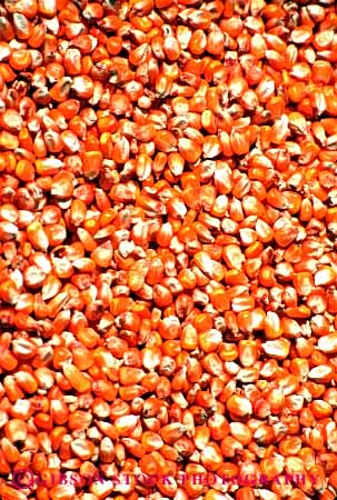 Stock Photo #6482: keywords -  agriculture corn crop crops cultivate cultivated cultivating cultivation farm farming farms food grain grow growing growth kernel kernels orange pattern plant popcorn row rows seed seeds texture vegetable vert