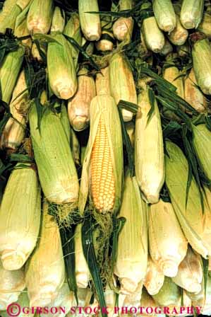 Stock Photo #6483: keywords - agriculture cob cobs corn crop crops cultivate cultivated cultivating cultivation ear ears farm farming farms food grain grow growing growth plant produce row rows vegetable vert