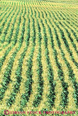 Stock Photo #6484: keywords -  agriculture california corn crop crops cultivate cultivated cultivating cultivation farm farming farms field food grain green grow growing growth line lines lots many multitude pattern plant plants row rows texture vegetable vert
