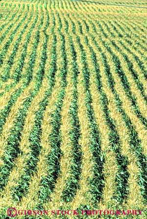 Stock Photo #6484: keywords - agriculture california corn crop crops cultivate cultivated cultivating cultivation farm farming farms field food grain green grow growing growth line lines lots many multitude pattern plant plants row rows texture vegetable vert