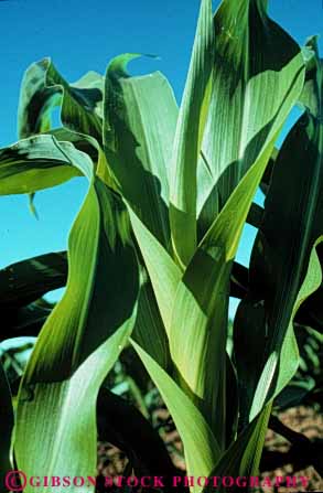 Stock Photo #6485: keywords -  agriculture california corn crop crops cultivate cultivated cultivating cultivation farm farming farms food grain green grow growing growth immature leaf leaves plant plants row rows vegetable vert