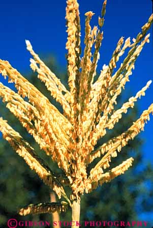Stock Photo #6486: keywords - agriculture blossom blossoming corn crop crops cultivate cultivated cultivating cultivation farm farming farms flower flowering food grain grow growing growth plant reproduction row rows seed seeds tassel vegetable vert yellow