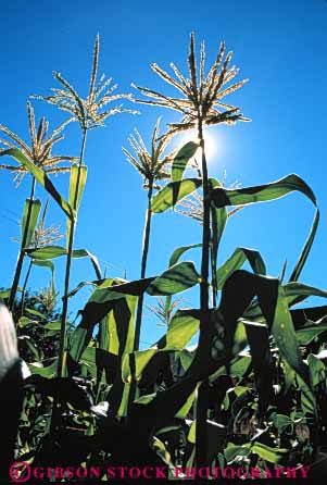 Stock Photo #6487: keywords -  agriculture blossom blossoming corn crop crops cultivate cultivated cultivating cultivation farm farming farms flower flowering food grain grow growing growth plant reproduction row rows seed seeds sun tassel vegetable vert yellow