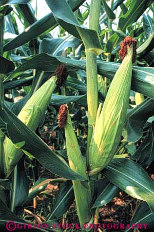 Stock Photo #6488: keywords -  agriculture corn crop crops cultivate cultivated cultivating cultivation ear ears farm farming farms food grain green grow growing growth plant produce row rows vegetable vert