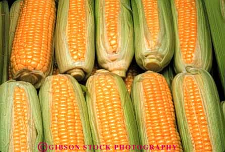 Stock Photo #6489: keywords -  agriculture corn crop crops cultivate cultivated cultivating cultivation ear ears farm farming farms food grain grow growing growth horz kernal kernals of plant produce row rows seed seeds vegetable yellow