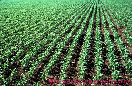 Stock Photo #6490: keywords -  agriculture california corn crop crops cultivate cultivated cultivating cultivation farm farming farms food grain green grow growing growth horz immature pattern plant plants row rows vegetable