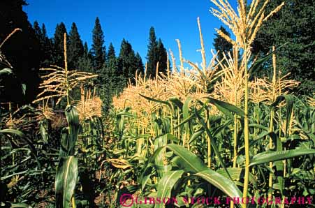 Stock Photo #6491: keywords -  agriculture california corn crop crops cultivate cultivated cultivating cultivation farm farming farms food grain grow growing growth horz plant reproduction row rows seed seeds tassels vegetable