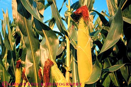 Stock Photo #6492: keywords -  agriculture california corn crop crops cultivate cultivated cultivating cultivation ears farm farming farms food grain green grow growing growth horz of plant plants produce row rows vegetable