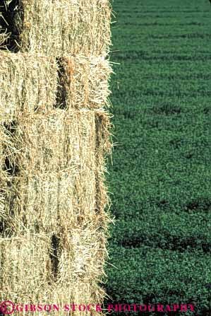 Stock Photo #6493: keywords -  agriculture alfalfa and bale baled california crop crops cultivate cultivated cultivating cultivation farm farming farms feed field green grow growing growth harvest harvesting leaf leaves plant plants vert