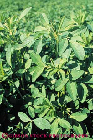 Stock Photo #6494: keywords -  agriculture alfalfa california crop crops cultivate cultivated cultivating cultivation farm farming farms feed field green grow growing growth leaf leaves plant plants vert