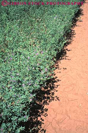 Stock Photo #6496: keywords -  agriculture alfalfa blossom blossoming blossoms california crop crops cultivate cultivated cultivating cultivation farm farming farms feed field flower flowering flowers green grow growing growth leaf leaves plant plants vert