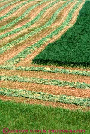 Stock Photo #6497: keywords - agriculture alfalfa crop crops cultivate cultivated cultivating cultivation cut farm farming farms feed field green grow growing growth harvest harvested harvesting leaf leaves plant plants vert wisconsin