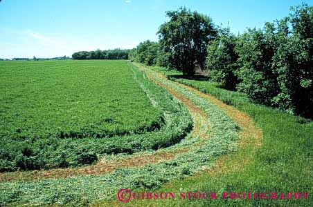 Stock Photo #6498: keywords -  agriculture alfalfa crop crops cultivate cultivated cultivating cultivation cut farm farming farms feed field green grow growing growth harvest harvested harvesting horz leaf leaves michigan plant plants