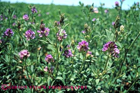 Stock Photo #6499: keywords -  agriculture alfalfa blossom blossoming blossoms california crop crops cultivate cultivated cultivating cultivation farm farming farms feed field flower flowering flowers green grow growing growth horz leaf leaves plant plants