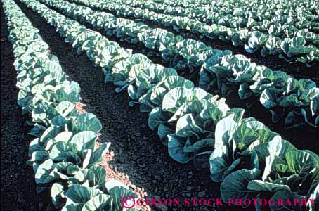 Stock Photo #3312: keywords -  agriculture beaufort cabbage carolina crop farm field food green grow horz north row