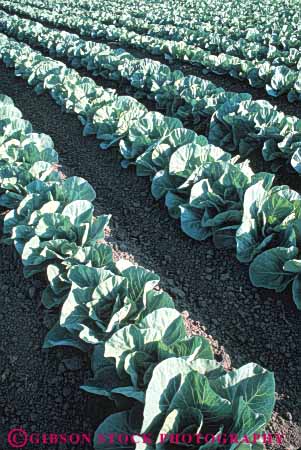 Stock Photo #6500: keywords -  agriculture cabbage carolina cole crop crops cultivate cultivated cultivating cultivation farm farming farms field food green grow growing growth north plant plants produce row rows vegetable vert