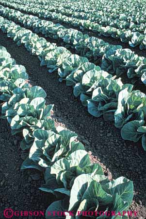 Stock Photo #6500: keywords -  agriculture cabbage carolina cole crop crops cultivate cultivated cultivating cultivation farm farming farms field food green grow growing growth north plant plants produce row rows vegetable vert