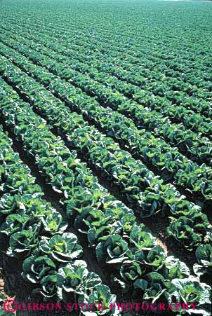Stock Photo #6501: keywords - agriculture cabbage california cole crop crops cultivate cultivated cultivating cultivation farm farming farms field food green grow growing growth pattern plant plants produce row rows vegetable vert
