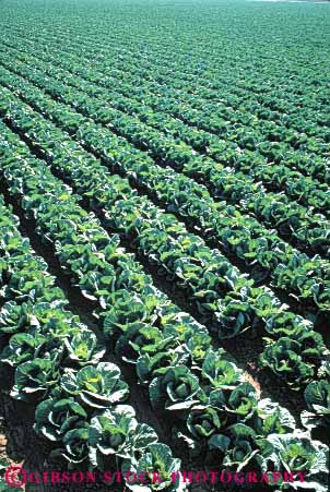 Stock Photo #6501: keywords -  agriculture cabbage california cole crop crops cultivate cultivated cultivating cultivation farm farming farms field food green grow growing growth pattern plant plants produce row rows vegetable vert