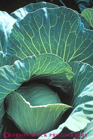 Stock Photo #6502: keywords -  agriculture cabbage carolina cole crop crops cultivate cultivated cultivating cultivation farm farming farms field food green grow growing growth head north plant plants produce row rows vegetable vert