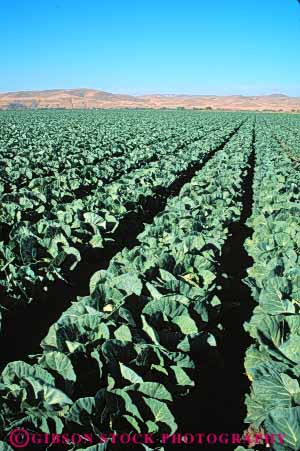 Stock Photo #6503: keywords -  agriculture cabbage california cole crop crops cultivate cultivated cultivating cultivation farm farming farms field food green grow growing growth plant plants produce row rows vegetable vert