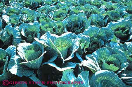 Stock Photo #6504: keywords -  agriculture cabbage carolina cole crop crops cultivate cultivated cultivating cultivation farm farming farms field food green grow growing growth horz north plant plants produce row rows vegetable
