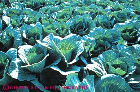 Stock Photo #6504: keywords - agriculture cabbage carolina cole crop crops cultivate cultivated cultivating cultivation farm farming farms field food green grow growing growth horz north plant plants produce row rows vegetable