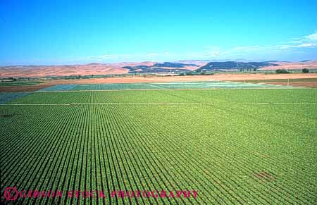 Stock Photo #6505: keywords -  agriculture cabbage california cole crop crops cultivate cultivated cultivating cultivation elevated farm farming farms field food green grow growing growth horz plant plants produce row rows vegetable view