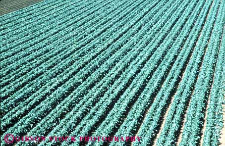 Stock Photo #6506: keywords -  agriculture cabbage california cole crop crops cultivate cultivated cultivating cultivation farm farming farms field food green grow growing growth horz line lines pattern plant plants produce row rows vegetable