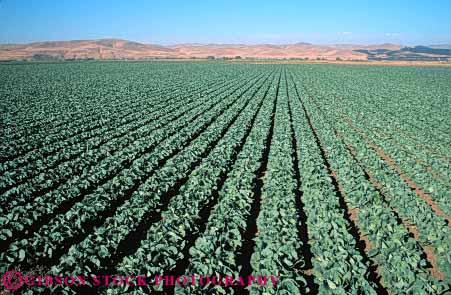 Stock Photo #6507: keywords -  agriculture cabbage california cole crop crops cultivate cultivated cultivating cultivation farm farming farms field food green grow growing growth horz plant plants produce row rows vegetable