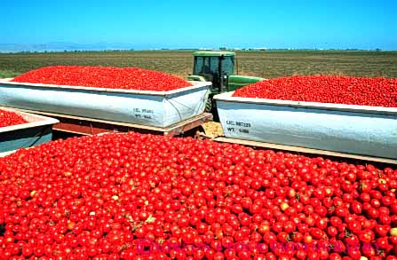 Stock Photo #6508: keywords -  agriculture california crop crops cultivate cultivated cultivating cultivation farm farming farms food grow growing grown growth harvest harvested harvesting horz load lots many mature plant plants processing produce red ripe tomato tomatoe tomatoes transportation truck trucking vegetable