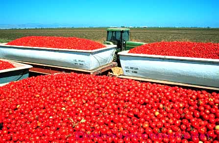 Stock Photo #6508: keywords - agriculture california crop crops cultivate cultivated cultivating cultivation farm farming farms food grow growing grown growth harvest harvested harvesting horz load lots many mature plant plants processing produce red ripe tomato tomatoe tomatoes transportation truck trucking vegetable