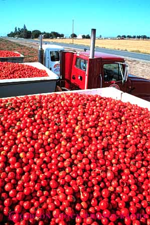 Stock Photo #6509: keywords -  agriculture california crop crops cultivate cultivated cultivating cultivation farm farming farms food grow growing grown growth harvest harvested harvesting load lots many mature plant plants processing produce red ripe tomato tomatoe tomatoes transportation truck trucking vegetable vert