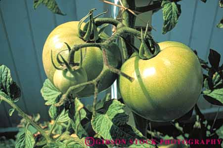Stock Photo #6510: keywords -  agriculture crop crops cultivate cultivated cultivating cultivation farm farming farms food green grow growing grown growth horz plant plants produce tomato tomatoe tomatoes vegetable