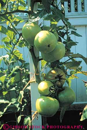 Stock Photo #6511: keywords -  agriculture crop crops cultivate cultivated cultivating cultivation farm farming farms food green grow growing grown growth plant plants produce tomato tomatoe tomatoes vegetable vert