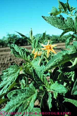 Stock Photo #6512: keywords -  agriculture blossom blossoming blossoms california crop crops cultivate cultivated cultivating cultivation farm farming farms flower flowering flowers food grow growing grown growth plant plants produce tomato tomatoe vegetable vert