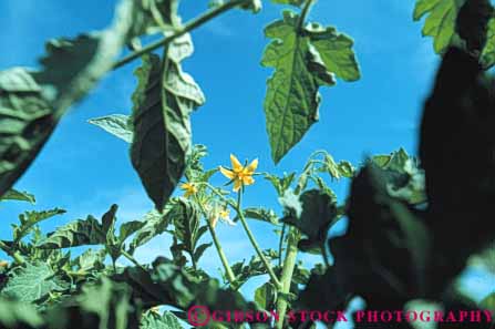 Stock Photo #6513: keywords - agriculture blossom blossoming blossoms california crop crops cultivate cultivated cultivating cultivation farm farming farms flower flowering flowers food grow growing grown growth horz plant plants produce tomato tomatoe vegetable
