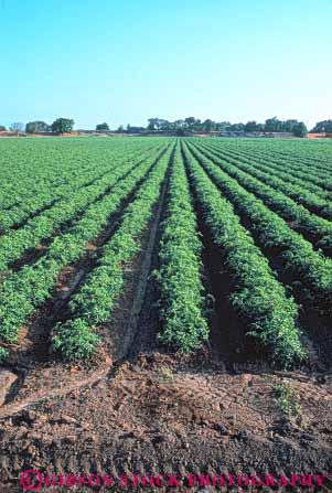 Stock Photo #6516: keywords - agriculture california crop crops cultivate cultivated cultivating cultivation farm farming farms field grow growing grown growth plant plants produce row rows tomato tomatoe tomatoes vegetable vert