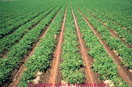 Stock Photo #6517: keywords - agriculture california crop crops cultivate cultivated cultivating cultivation farm farming farms field grow growing grown growth horz plant plants produce row rows tomato tomatoe tomatoes vegetable