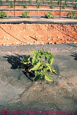 Stock Photo #6519: keywords -  agriculture california crop crops cultivate cultivated cultivating cultivation farm farming farms grow growing grown growth immature newly plant planted plants plastic produce protection tomato tomatoe tomatoes vegetable vert