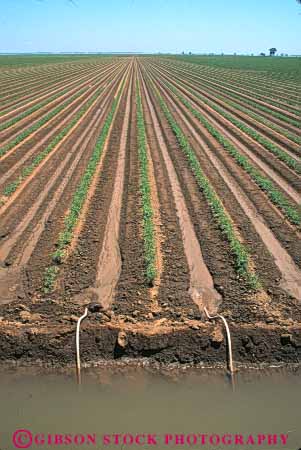 Stock Photo #6520: keywords -  agriculture california crop crops cultivate cultivated cultivating cultivation farm farming farms field flow gravity grow growing grown growth immature irrigate irrigating irrigation plant plants produce row rows suction tomato tomatoe tomatoes vegetable vert water