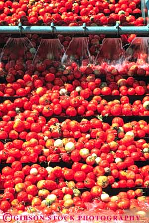 Stock Photo #6521: keywords -  agriculture california crop crops farm farming farms food machine machinery process processing produce red tomato tomatoe tomatoes vegetable vert wash water