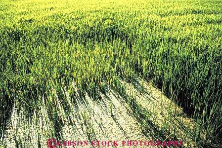 Stock Photo #6522: keywords - agriculture california crop crops cultivate cultivated cultivating cultivation farm farming farms field flood food grain grow growing grown growth horz irrigation plant plants rice water