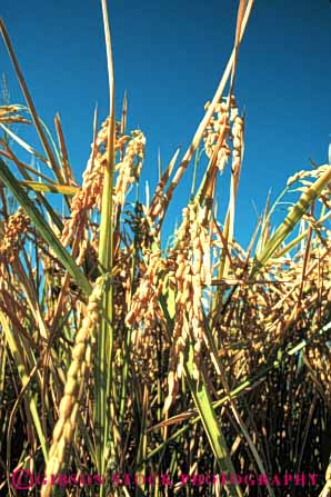 Stock Photo #6523: keywords -  agriculture california crop crops cultivate cultivated cultivating cultivation farm farming farms field food grain grains grow growing grown growth plant plants rice vert