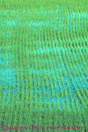 Stock Photo #6525: keywords -  agriculture california crop crops cultivate cultivated cultivating cultivation elevated farm farming farms field flood food grain green grow growing grown growth irrigation plant plants rice row rows vert view water