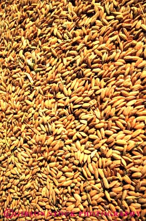 Stock Photo #6526: keywords - agriculture california crop crops cultivate cultivated cultivating cultivation food grain grains grow growing grown growth lots many multitude plant plants rice vert