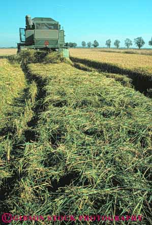 Stock Photo #6527: keywords -  agriculture california crop crops cultivate cultivated cultivating cultivation cut equipment farm farming farms field food grain grow growing grown growth harvest harvested harvester harvesting in machine machinery path plant plants rice vert working