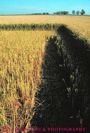Stock Photo #6528: keywords - agriculture california crop crops cultivate cultivated cultivating cultivation farm farming farms field food grain grow growing grown growth harvest harvested harvester harvesting in path plant plants rice vert